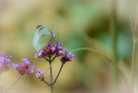 Pastell-Butterfly.jpg